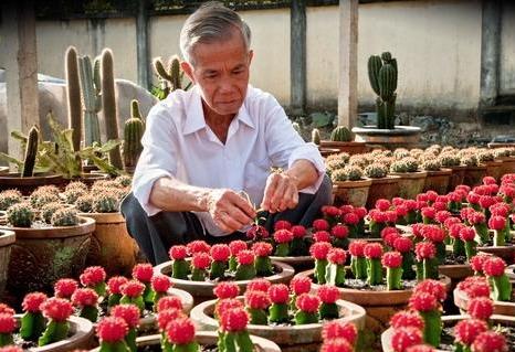 Cultiver les fleurs des sables